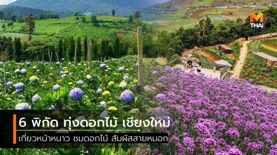 6 พิกัด เที่ยวชมทุ่งดอกไม้ ที่ เชียงใหม่