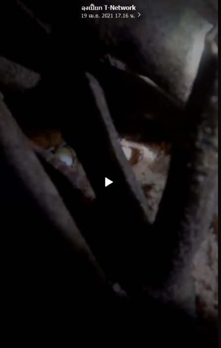 ความรักต่างสายพันธุ์ระหว่างครอบครัวผมกับเจ้า เวกัส & ออกัส กิ้งก่าทะเลทราย ที่ชาวโลกเรียก Bearded Dragon หรือ มังกรเครา