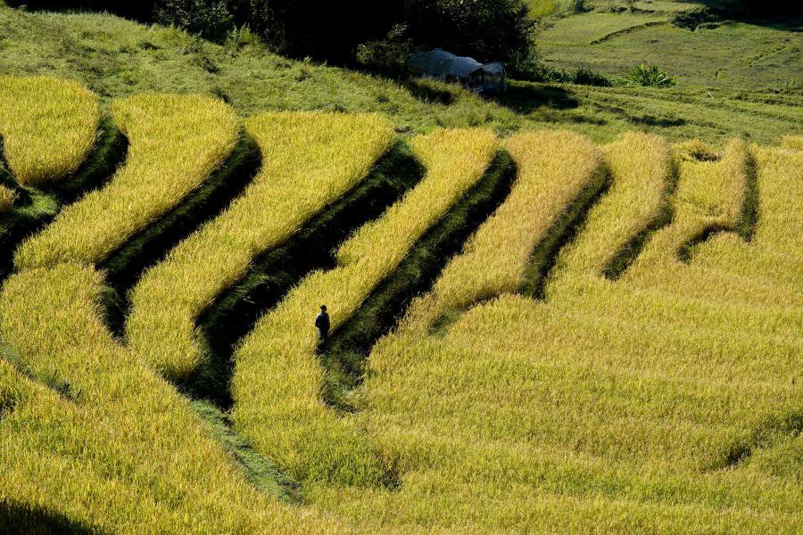 ชวนเที่ยวนาขั้นบันได ภูมิปัญญาที่มาพร้อมกับความงาม