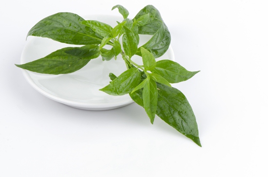 สมุนไพรลดความดันโลหิตสูง พืชมหัศจรรย์ใกล้ตัว