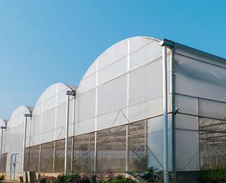 แหล่งซื้อ ตาข่ายกันนกกว้าง 3 เมตร ยาว 100 เมตร และ พลาสติกหลังคาโรงเรือน (คำแนะนำจากไร่องุ่นเจริญทรัพย์ วังน้ำเขียว)