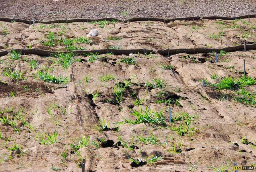 อ่างพักน้ำตอนบน โรงไฟฟ้าลำตะคองชลภาวัฒนา