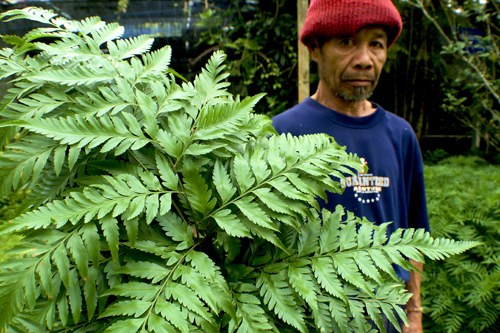 ศูนย์พัฒนาโครงการหลวงป่าเมี่ยง