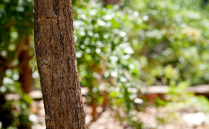 ทานาคา สมุนไพรธรรมชาติจากพม่า