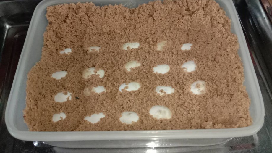 ความรักต่างสายพันธุ์ระหว่างครอบครัวผมกับเจ้า เวกัส & ออกัส กิ้งก่าทะเลทราย ที่ชาวโลกเรียก Bearded Dragon หรือ มังกรเครา