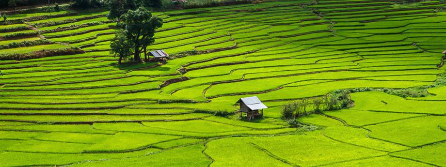 นาข้าวขั้นบันไดสวย ๆ ทั่วไทย